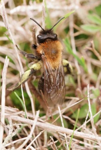 Réf. 216 042 : Andrena thoracica